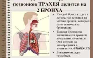 Где находятся бронхи у человека картинки