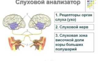 Рецепторы слухового анализатора это