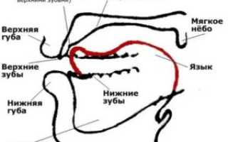 Альвеолы во рту где находятся