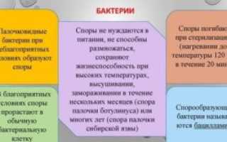 При каких условиях споры бактерий погибают