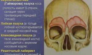 Воздухоносная гайморова пазуха находится в кости