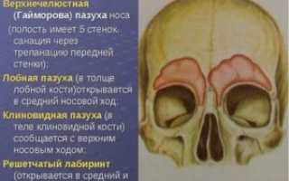 Воздухоносная гайморова пазуха находится в кости