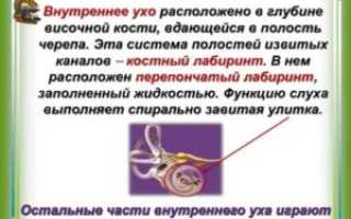 Полость внутреннего уха заполнена жидкостью