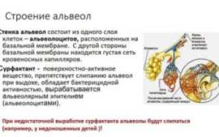 Строение альвеол