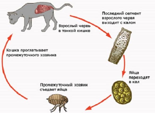 Цикл развития паразита