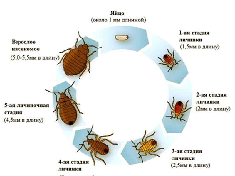 Жизненный цикл