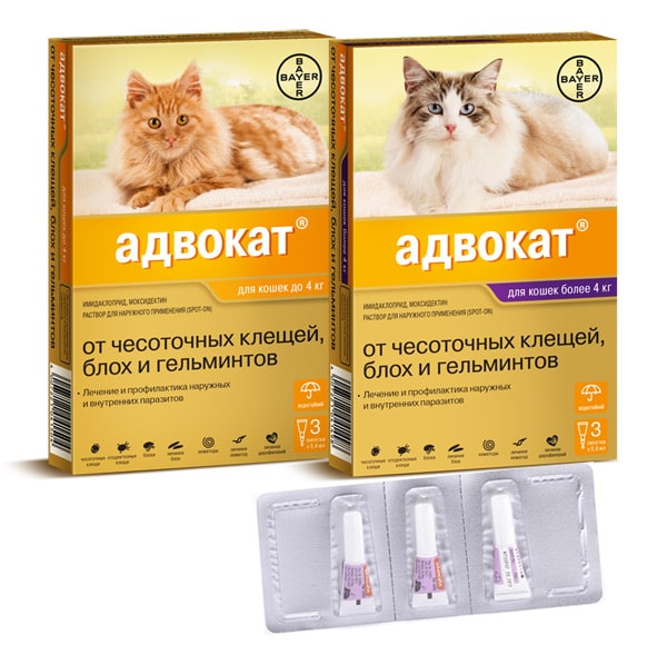 Адвокат от глистов для кошек: как справиться с паразитами
