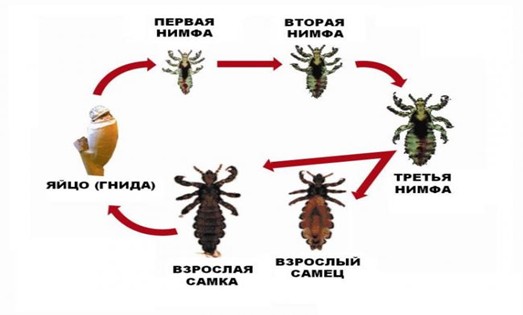 Инкубационный период педикулеза