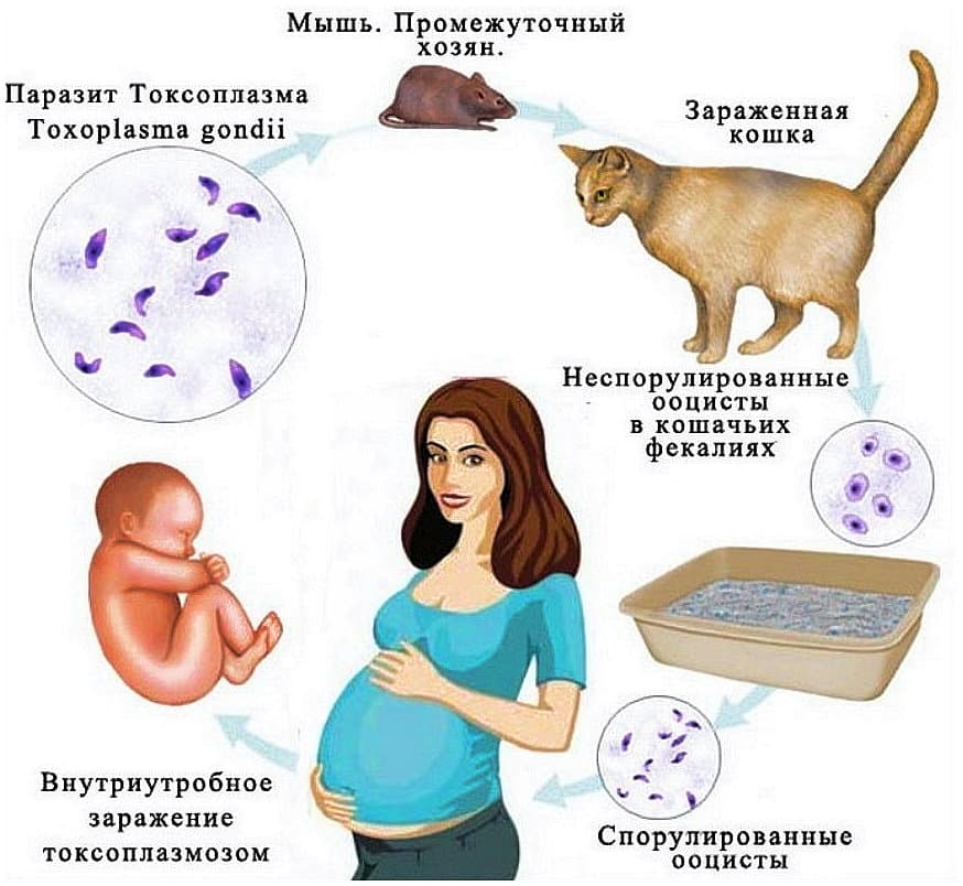 Путь передачи