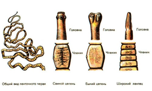 Цепни