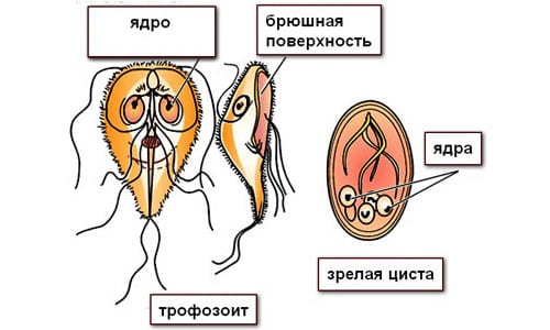 Лямблия