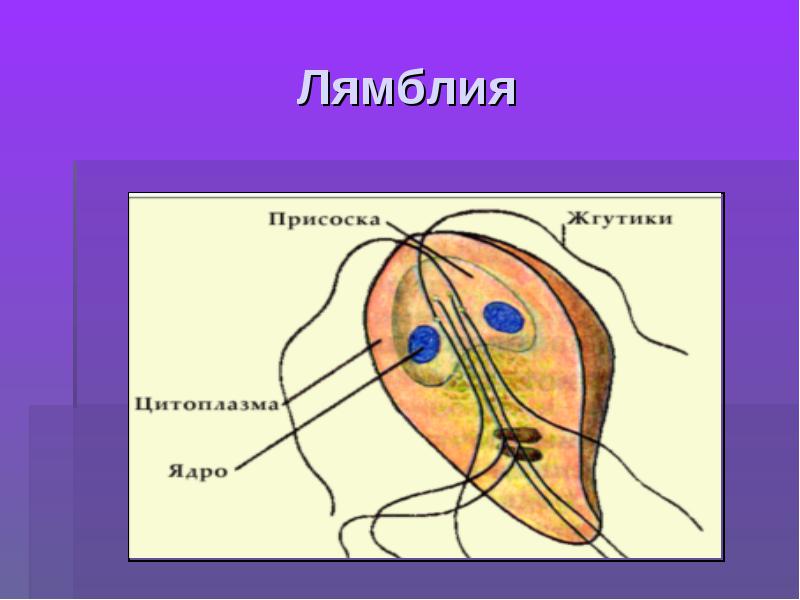 Лямблия