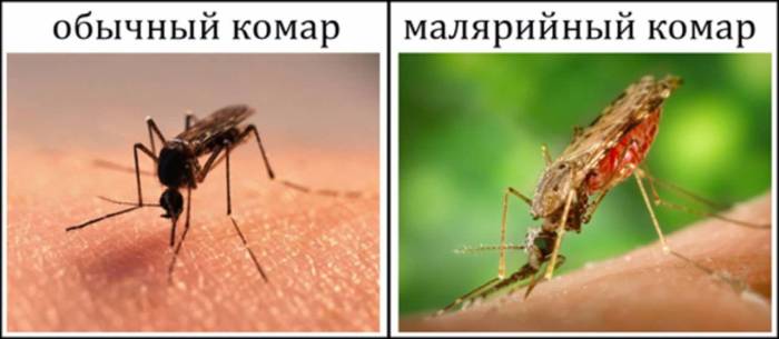 Малярийный комар