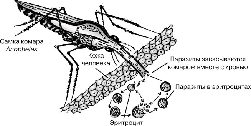 Укус