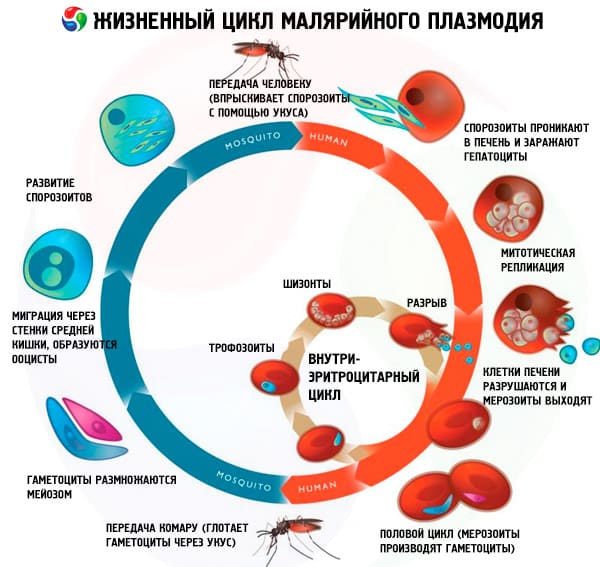 Виды и проявление простейших паразитов