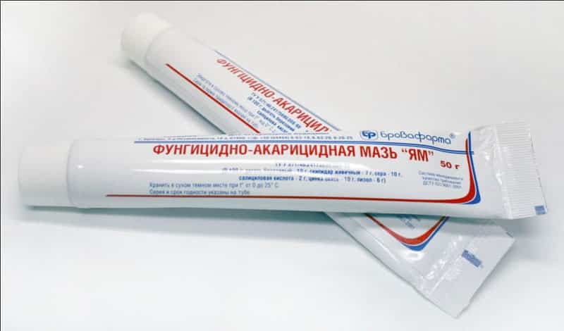 Ям