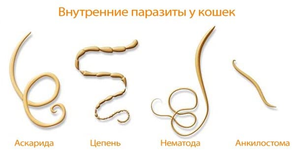 Внутренние и внешние паразиты у кошек – признаки и лечение