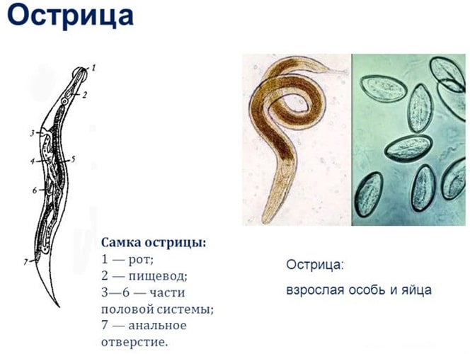 Острица