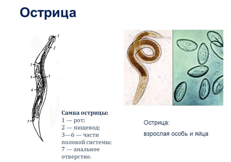 ostritsa