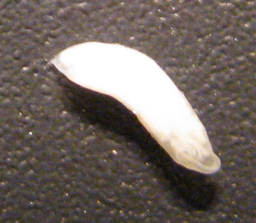 otkuda-u-kota-glisty