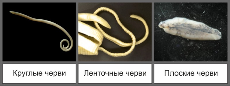parazit-koshek-k-cheloveky