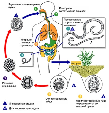 polniy-cikl-razvitiya-askaridy