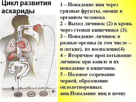 razvitie-askaridy-u-detey