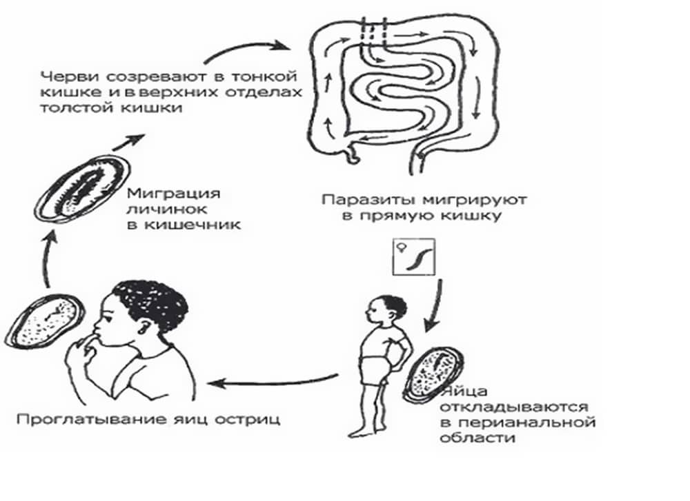 Жизненный цикл