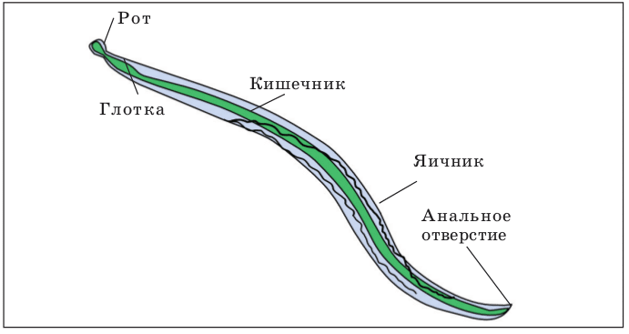Самые опасные паразиты для человека