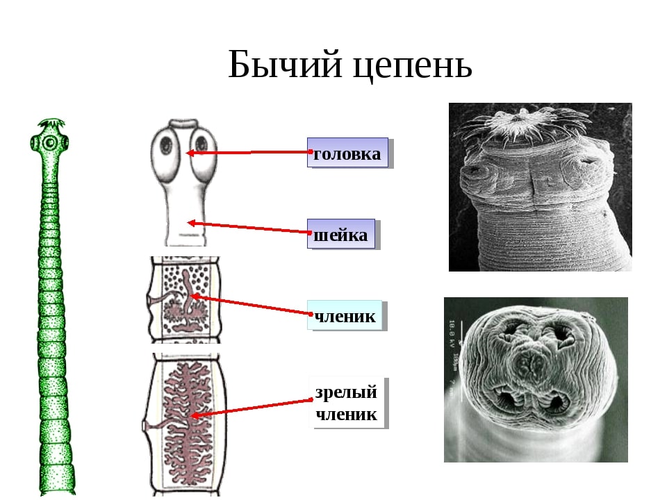 Строение