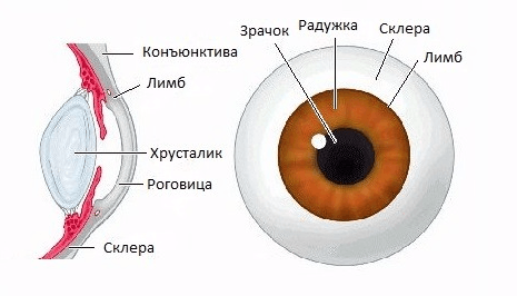 строение глаза