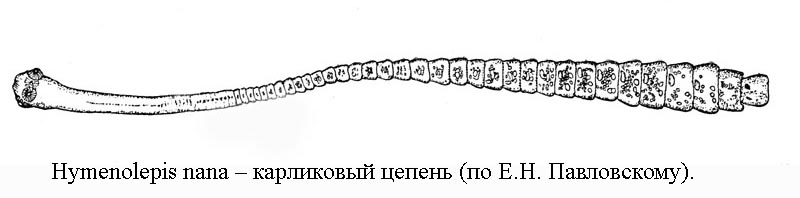 Строение