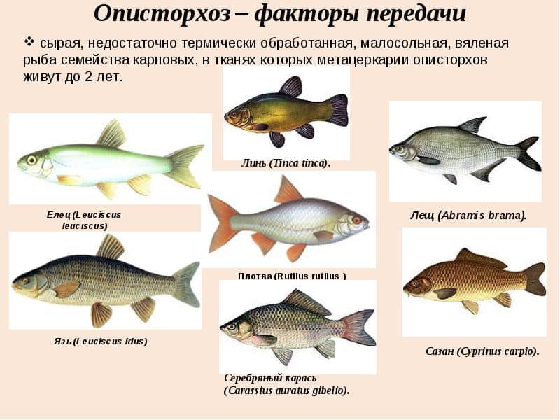 Породы