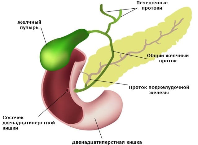 Паразиты в желчном пузыре