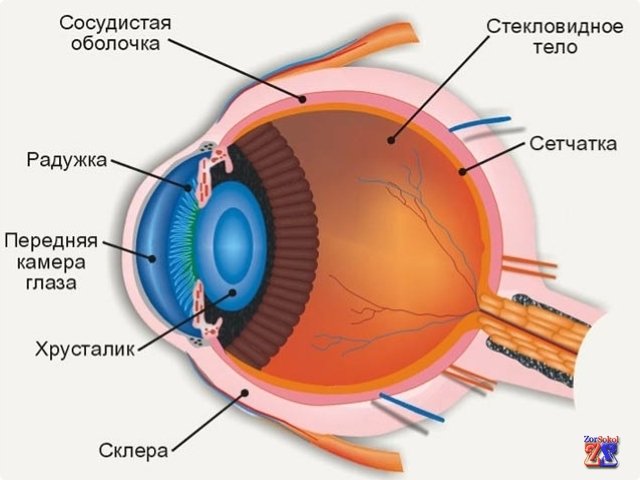 Устройство глаза: почему бывают узкие зрачки Устройство глаза: почему бывают узкие зрачки